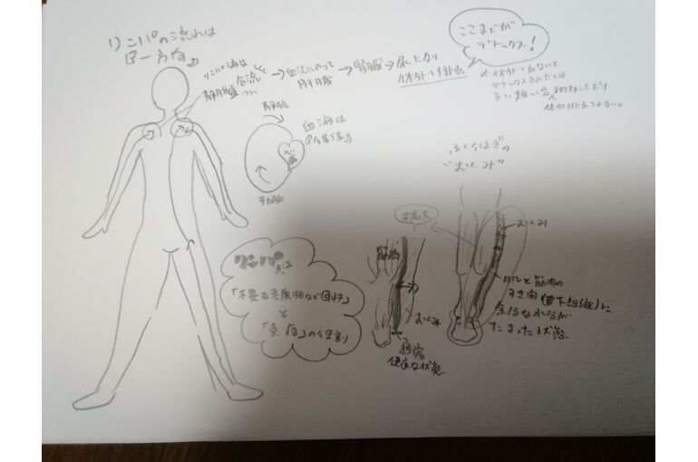 リンパイラスト