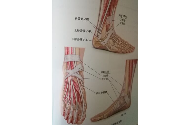 足の筋肉