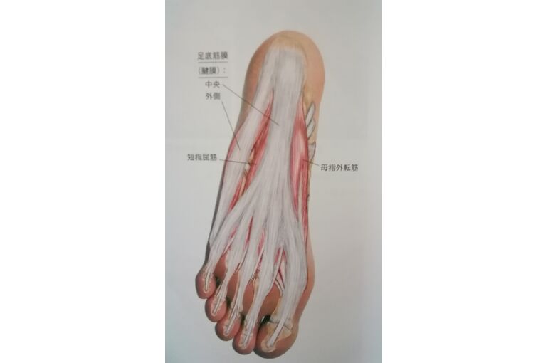 足裏の筋肉図