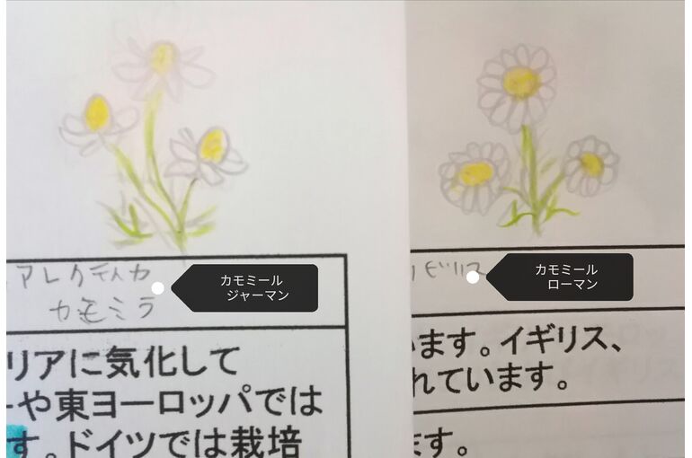カモミールのイラスト