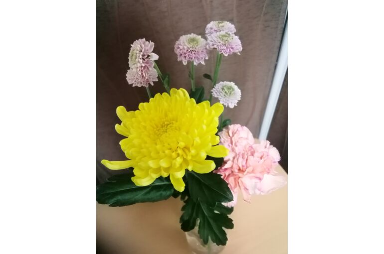 菊の花