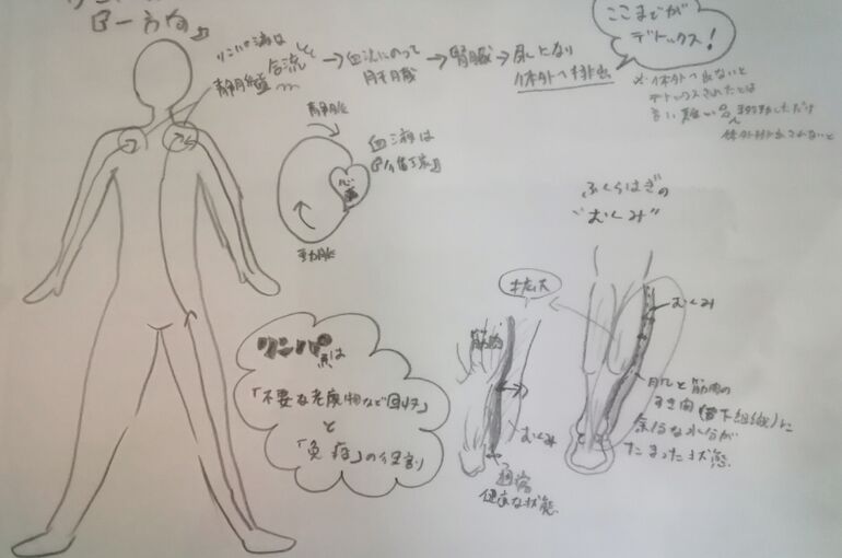リンパイラスト