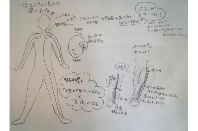 リンパイラスト