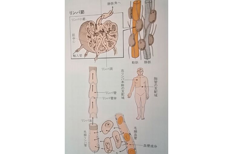リンパの図