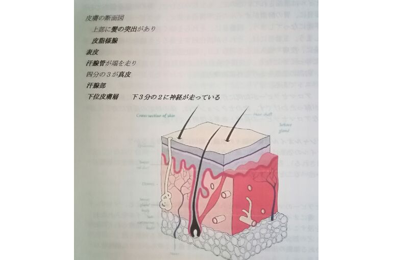 皮膚の構造
