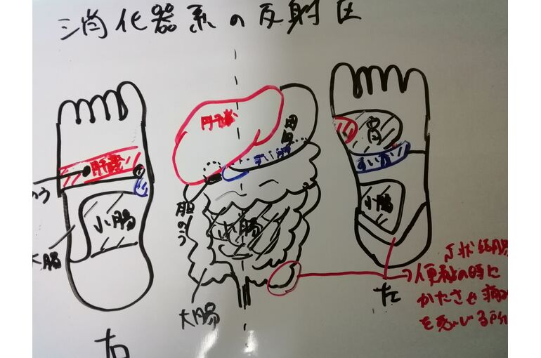リフレ消化器系の反射区