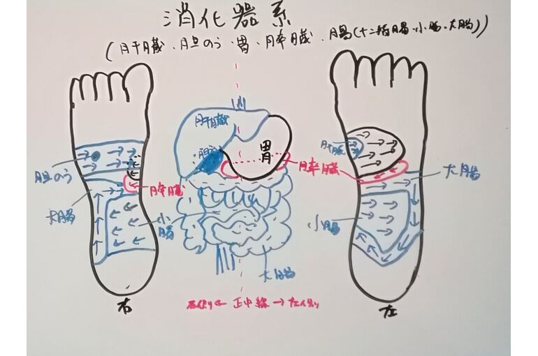 消化器系リフレ反射区