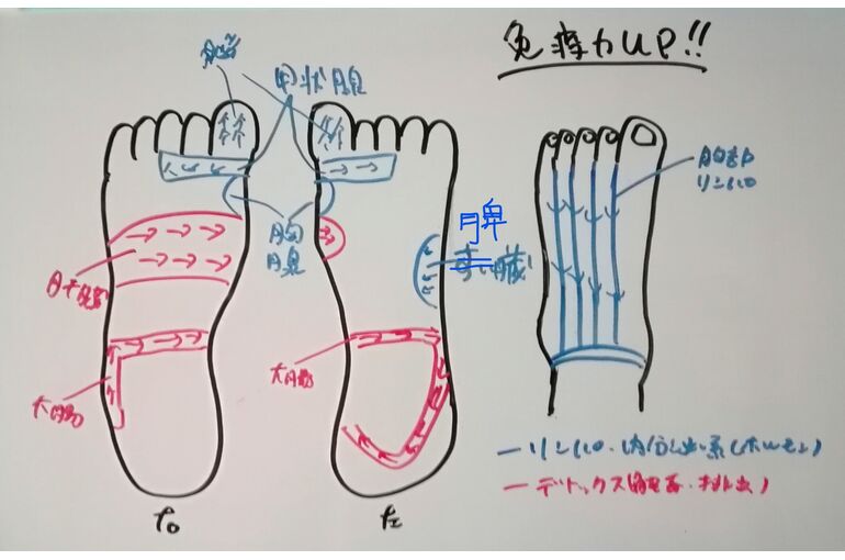 リフレは免疫アップ図