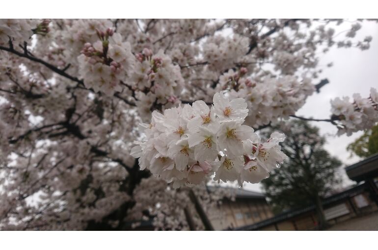桜