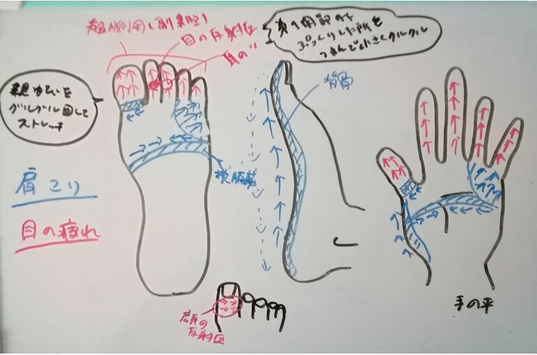 リフレ反射区イラスト