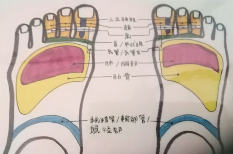 足の甲リフレ図