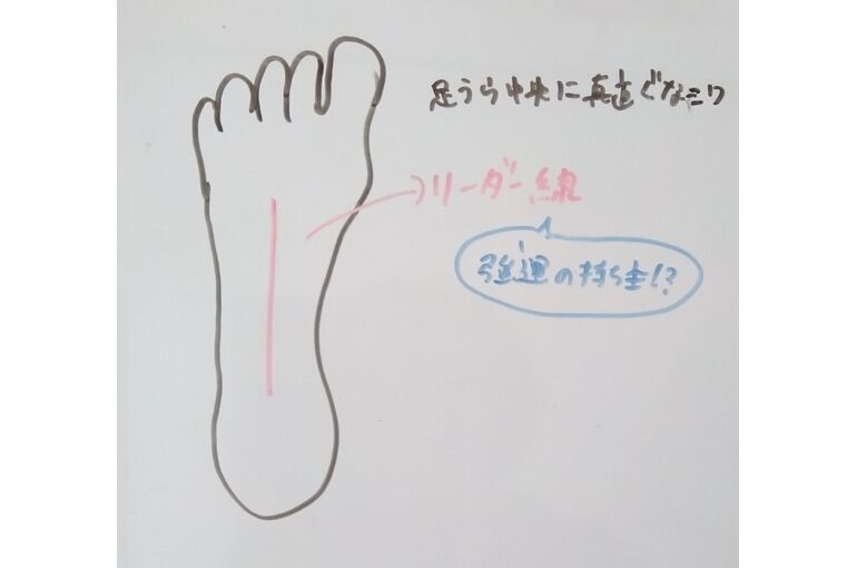 リフレ反射区イラスト