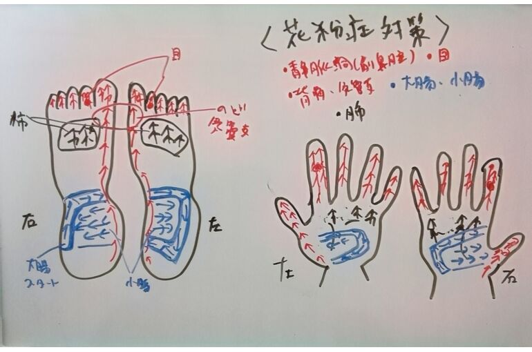 リフレ反射区イラスト